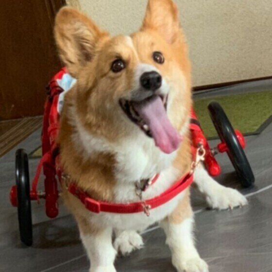 犬の介護が必要になるってどういうこと？