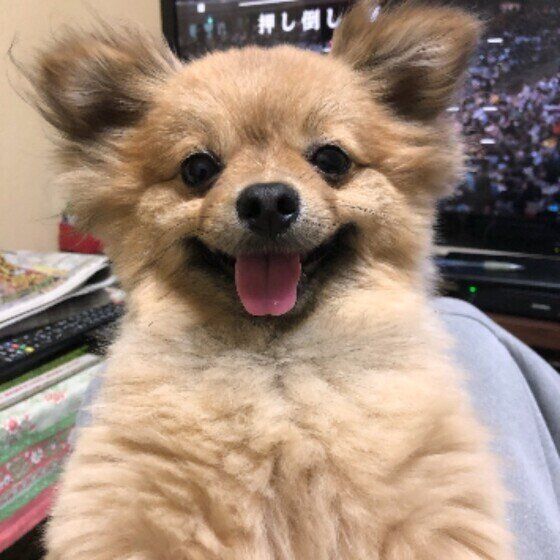 ゴハンを待つ犬