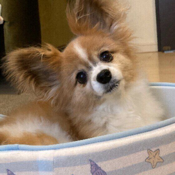 首をかしげるパピヨン