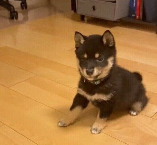 どんどん後ろに下がっていくごまちゃん