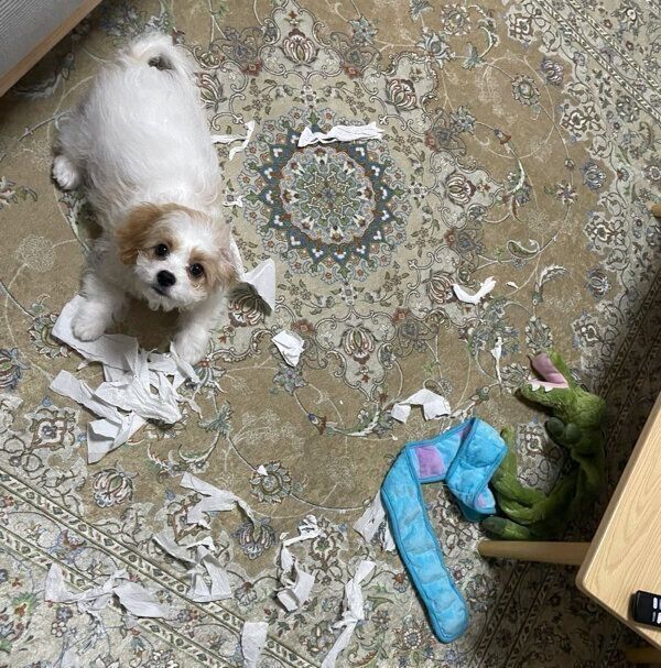 イタズラをするもうふくん