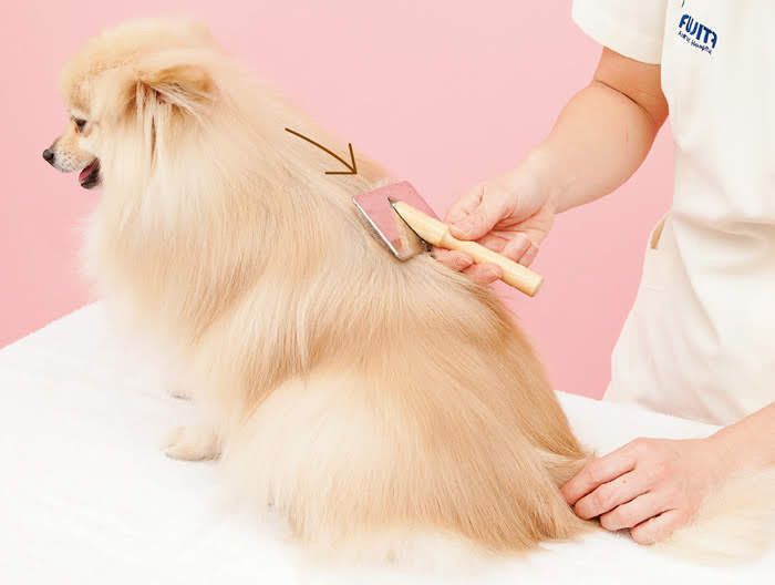 ポメラニアンブラッシング⑧