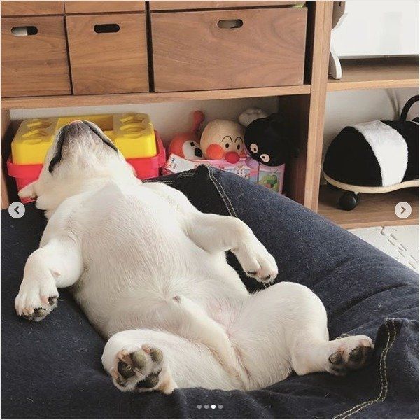 ダメになるワンコ