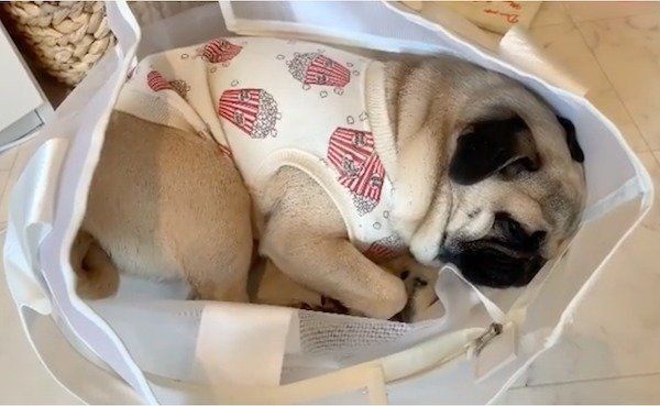 バッグの中でお昼寝するワンコ