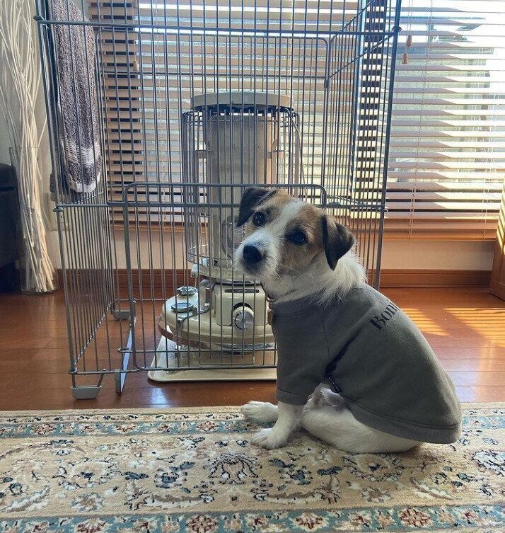 座るオーリーくん（ジャック・ラッセル・テリア）