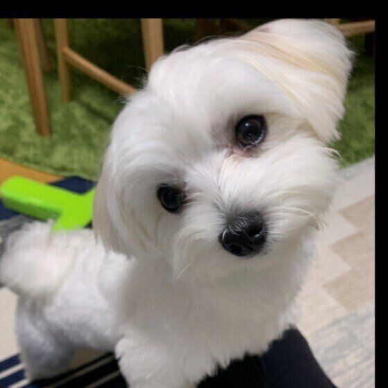 マルチーズのまるこちゃん