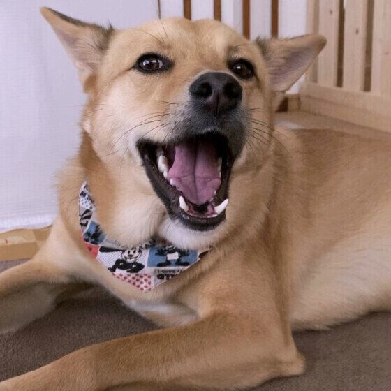 夏に注意したい犬の病気5つと注意点 暑さ対策と病気の予防を忘れずに！ いぬのきもち