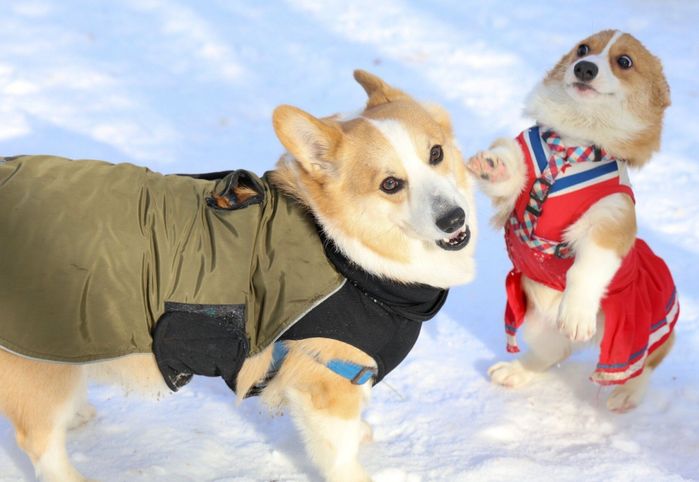 マロンくんとシフォンちゃん
