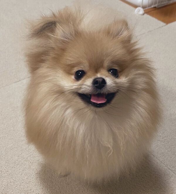 笑顔が可愛いなごみちゃん