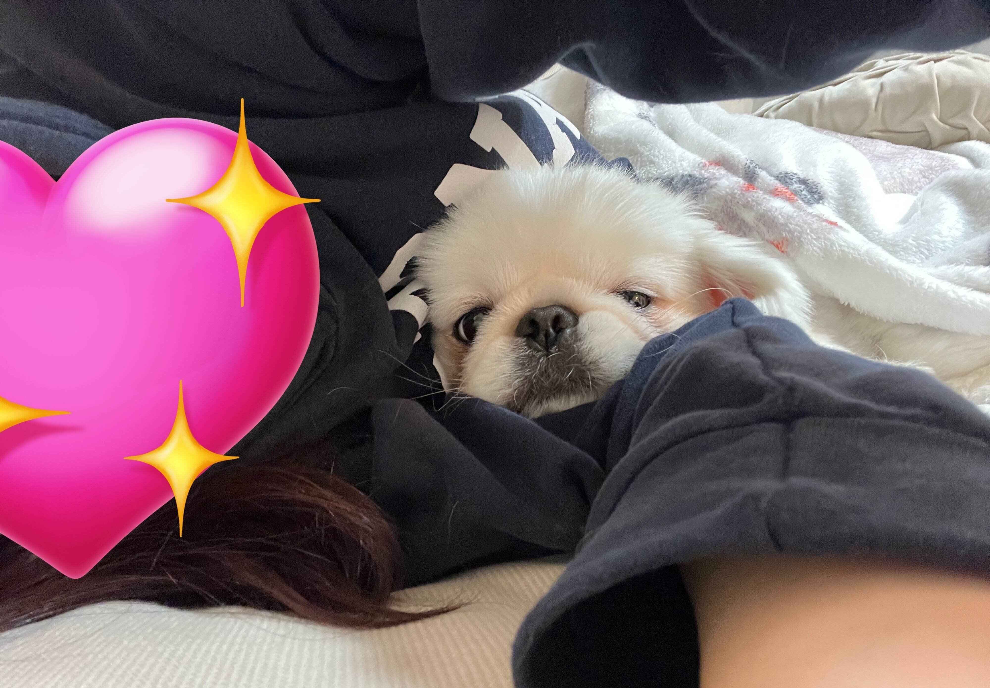 飼い主さんにくっつくポリコくん