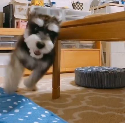 走るミニチュアシュナウザー