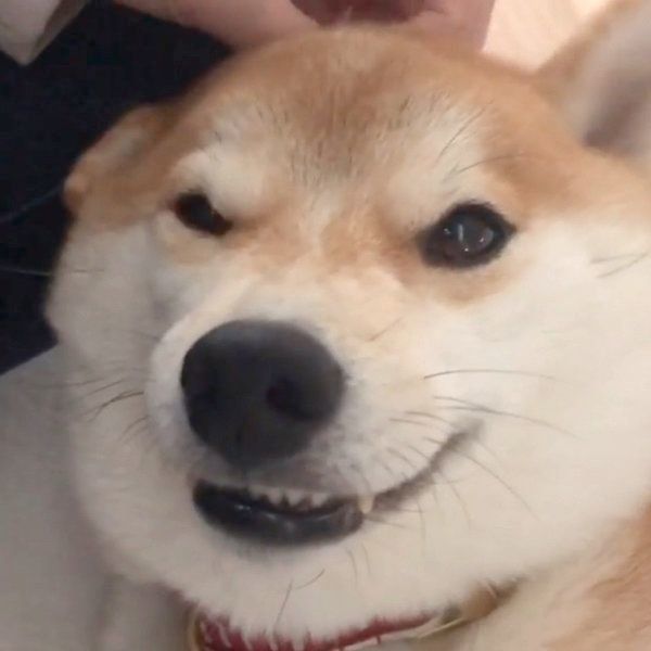 微笑むこてつくん