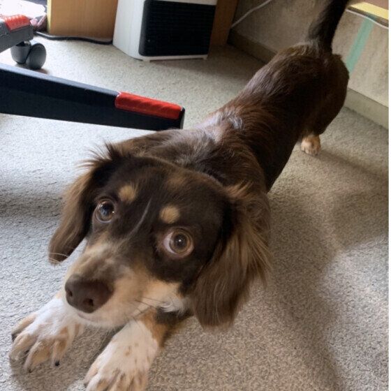 愛犬と心を通わせる・仲良くなるための接し方とは？ いぬのきもち