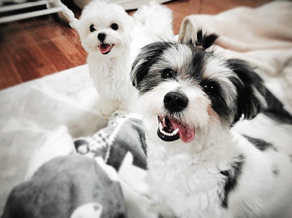 見つめる2匹の犬