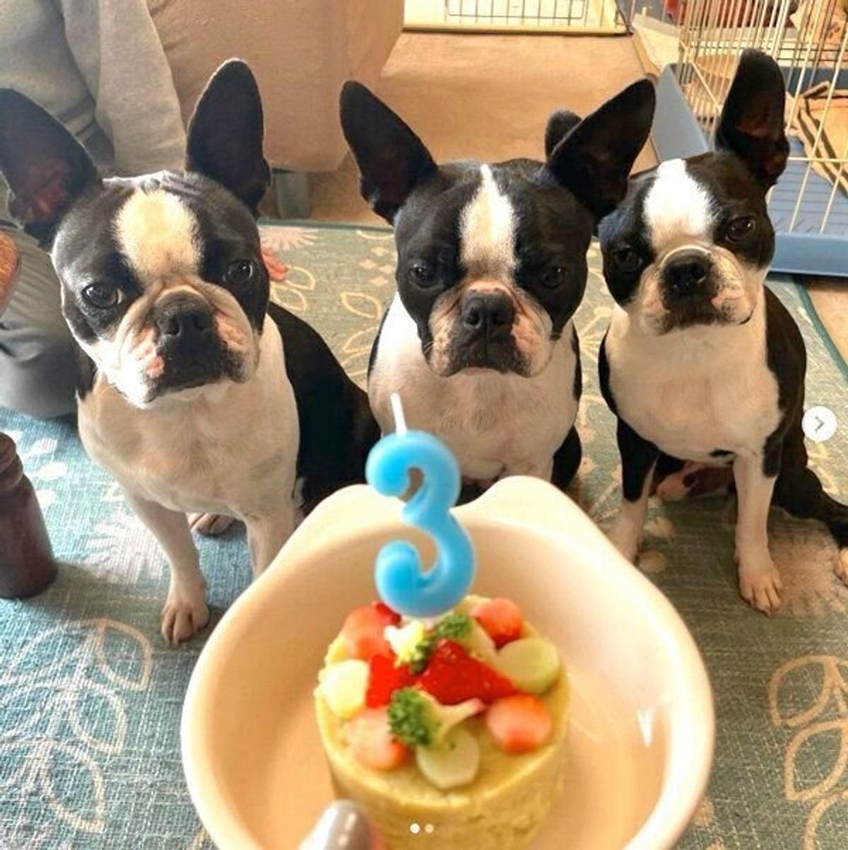 ブリーダーから保護された3頭のきょうだい犬 離ればなれになるも 奇跡的な再会を果たす いぬのきもちweb Magazine ブリーダーから保護された3頭のきょうだい犬 離ればなれになるも 奇跡的な再会を果たす いぬのきもちweb Magazine