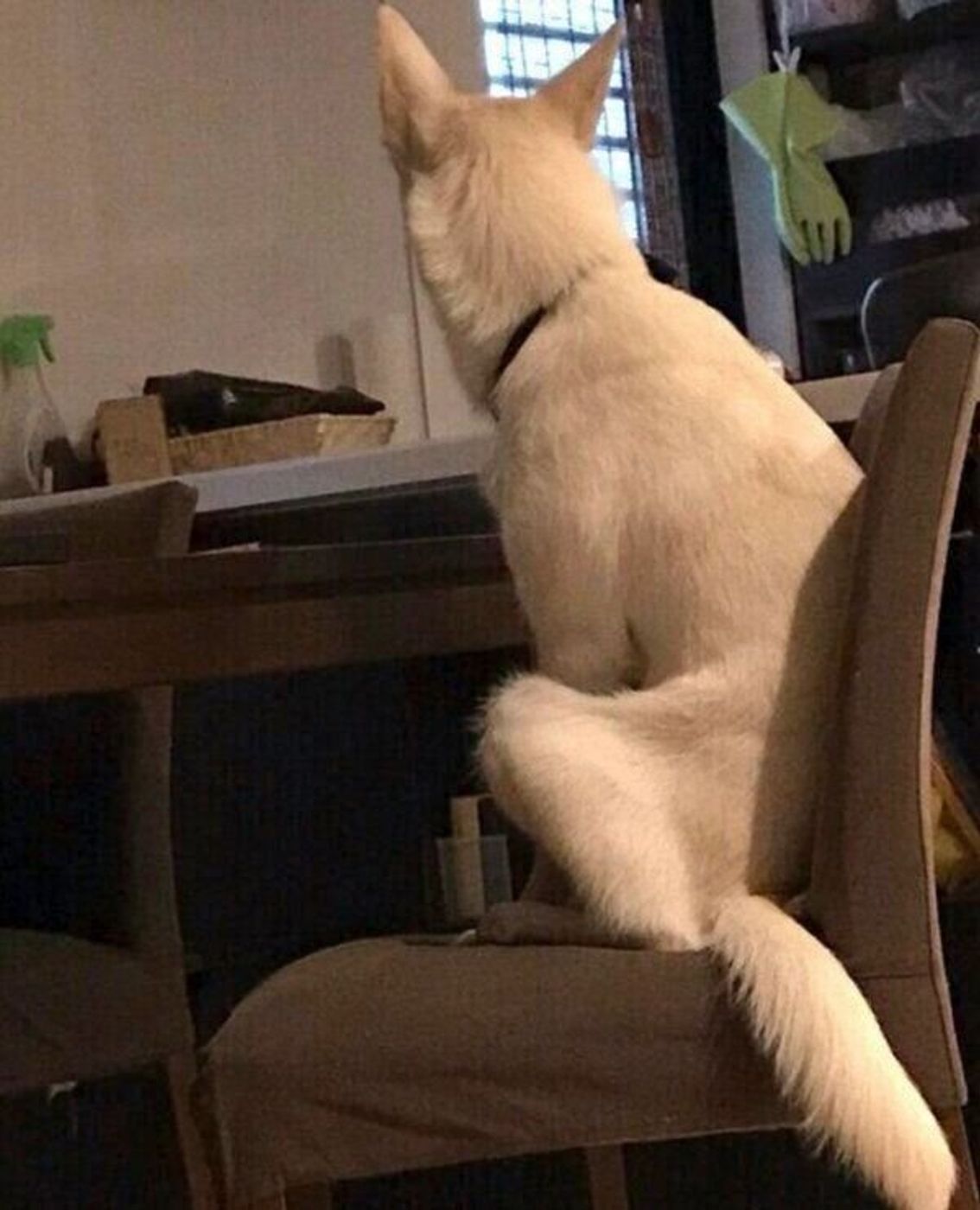 子犬の頃に保健所にいた過去も 朝5時から朝食を待つ 姿が話題になった犬との出会いを 飼い主が語る いぬのきもちweb Magazine 子犬の頃に保健所にいた過去も 朝5時から朝食を待つ 姿が話題になった犬との出会いを 飼い主が語る いぬのきもちweb Magazine