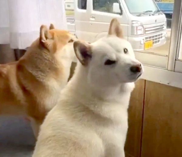 振り向くQ太郎くん