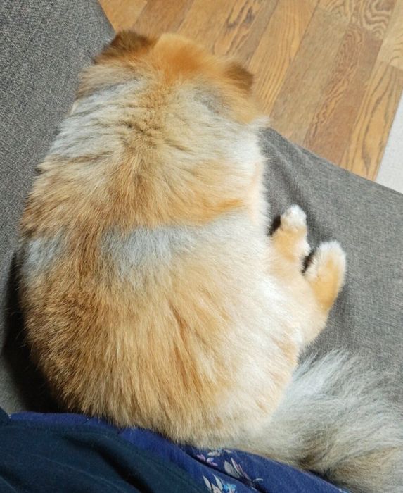 飼い主さんにくっつくくるみちゃん