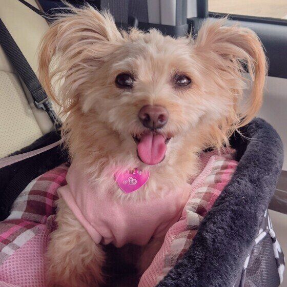 小型犬のあんずちゃん