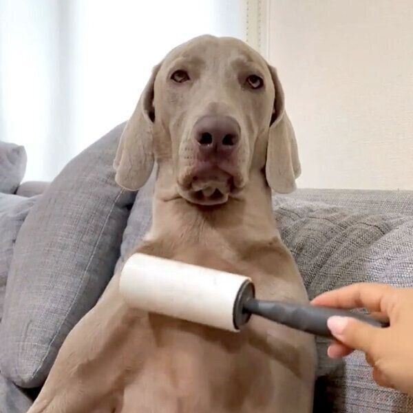 コロコロをしてもらうルピくん