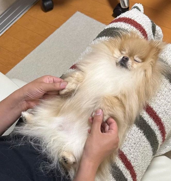 前足を“にぎにぎ”されたら3秒で寝てしまったなごみちゃん