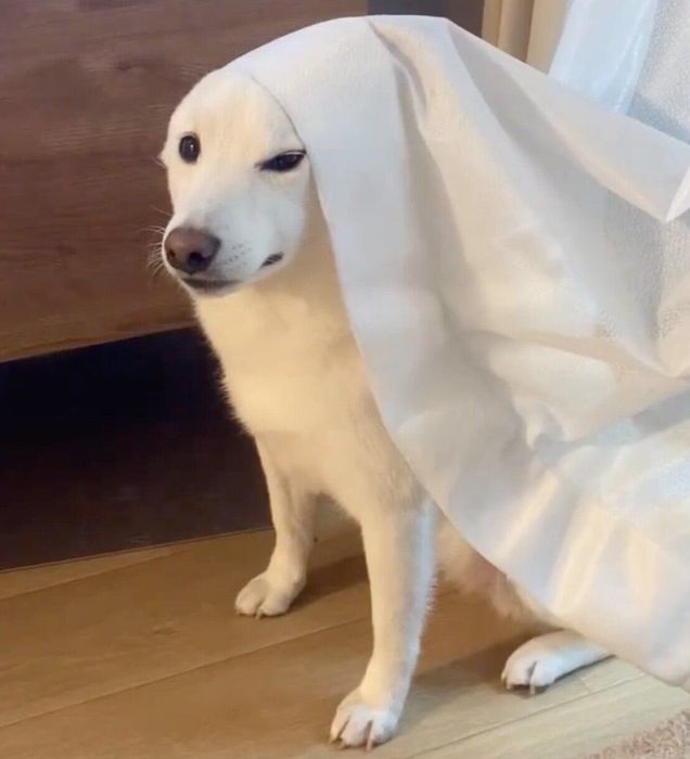 カーテンをかぶるゆきみちゃん