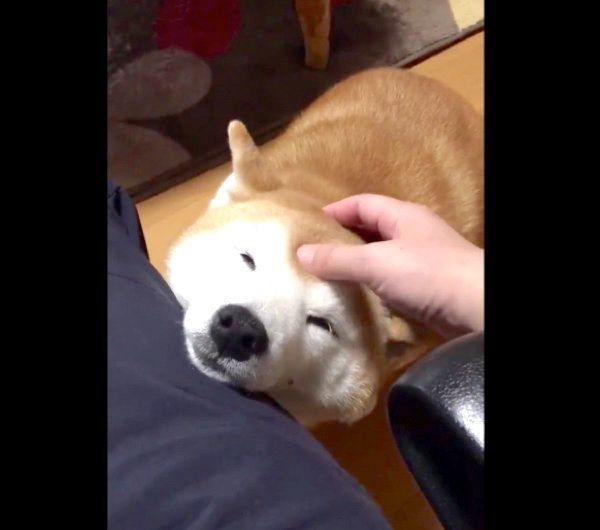 甘えるロペさん