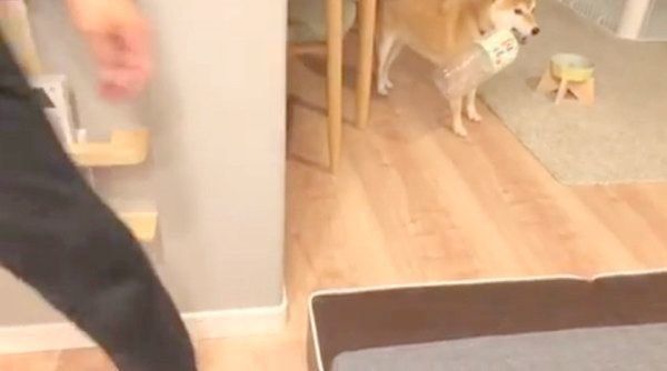 パパさんと追いかけっこをする柴犬のこてつくん