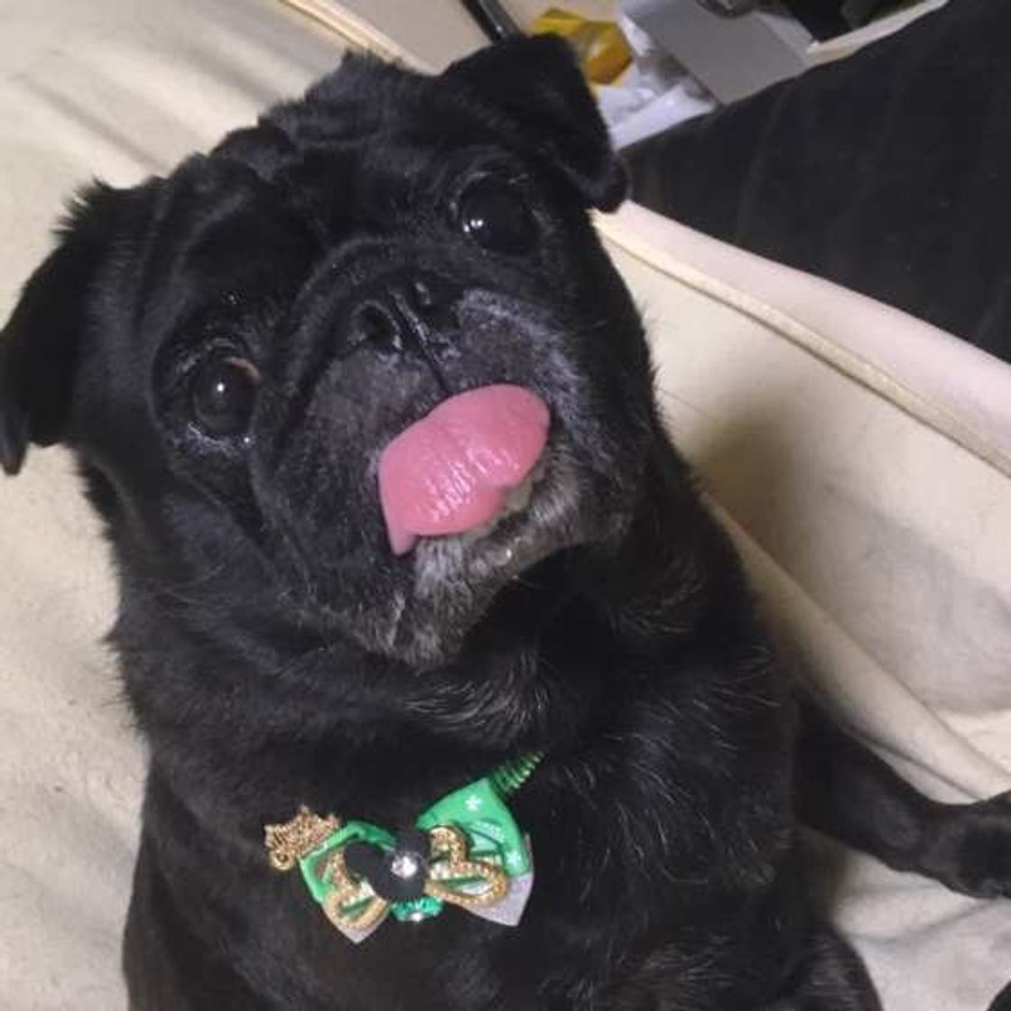 嬉しいことも 悲しいことも 思わず涙腺が崩壊した愛犬とのエピソード いぬのきもちweb Magazine 嬉しいことも 悲しいことも 思わず涙腺が崩壊した愛犬とのエピソード いぬのきもちweb Magazine