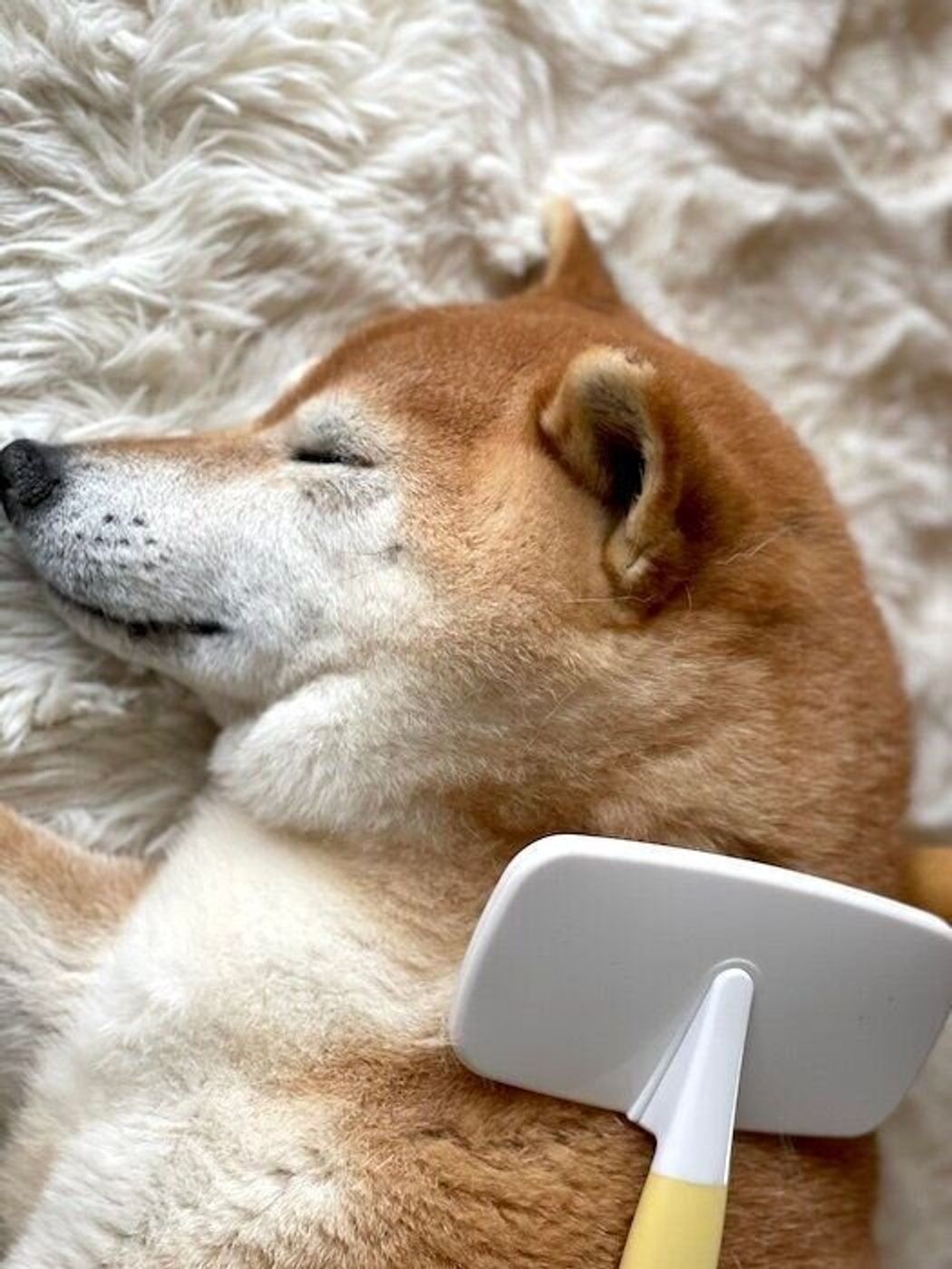 やってきました換毛期 ブラッシングが気持ちよくてウトウトしちゃう柴犬マロたん いぬのきもちweb Magazine やってきました換毛期 ブラッシングが気持ちよくてウトウトしちゃう柴犬マロたん いぬのきもちweb Magazine