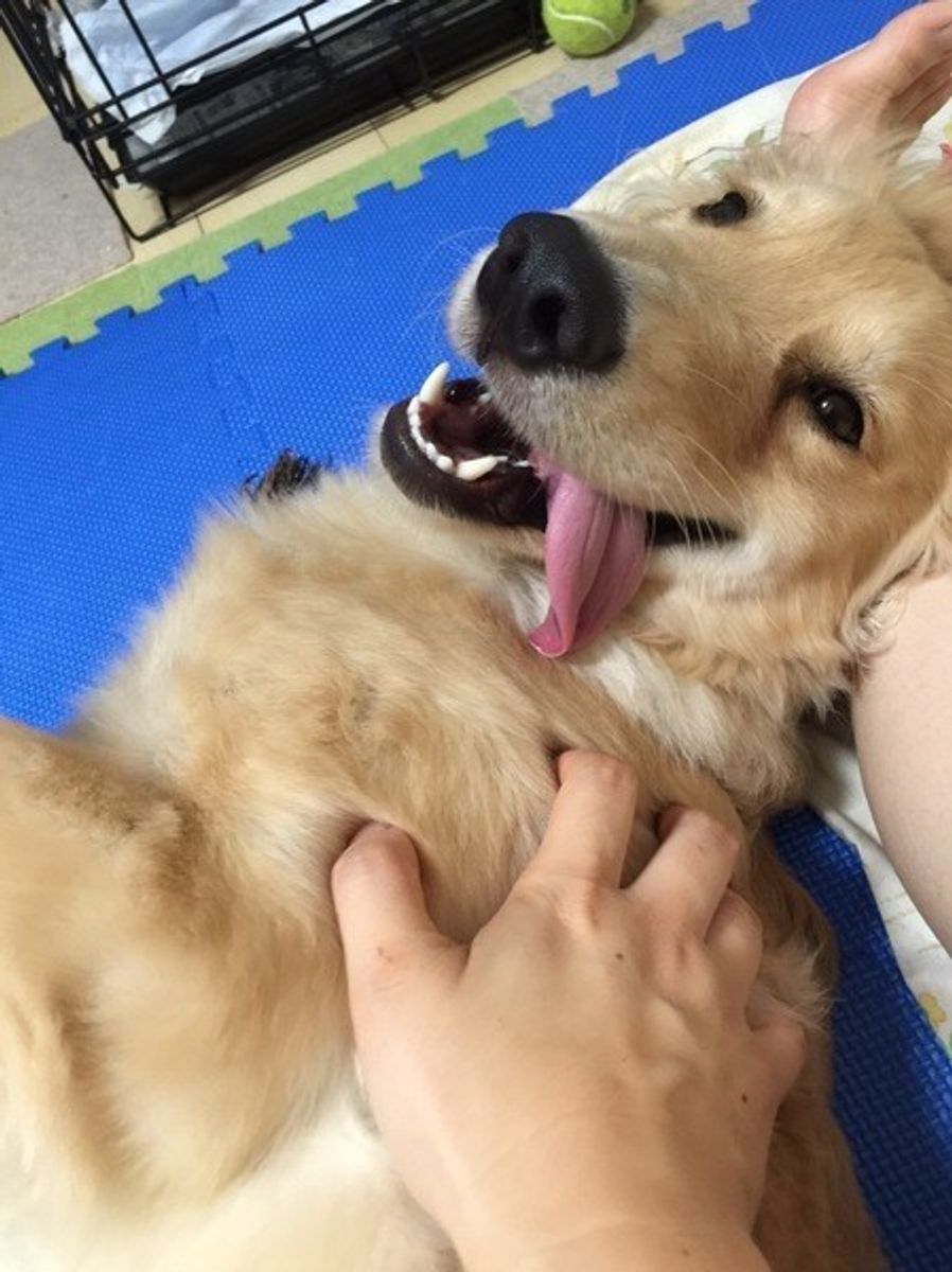 愛犬のこんな行動は 大好きサイン ちゃんと応えて絆を深めよう いぬのきもちweb Magazine 愛犬のこんな行動は 大好きサイン ちゃんと応えて絆を深めよう いぬのきもちweb Magazine