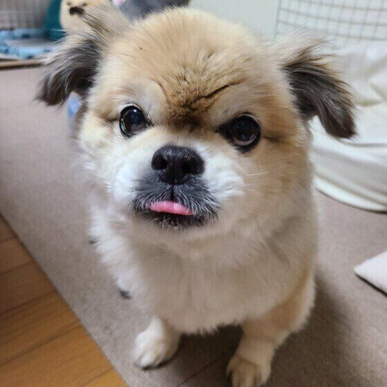 舌が出てしまうチベタン・スパニエル