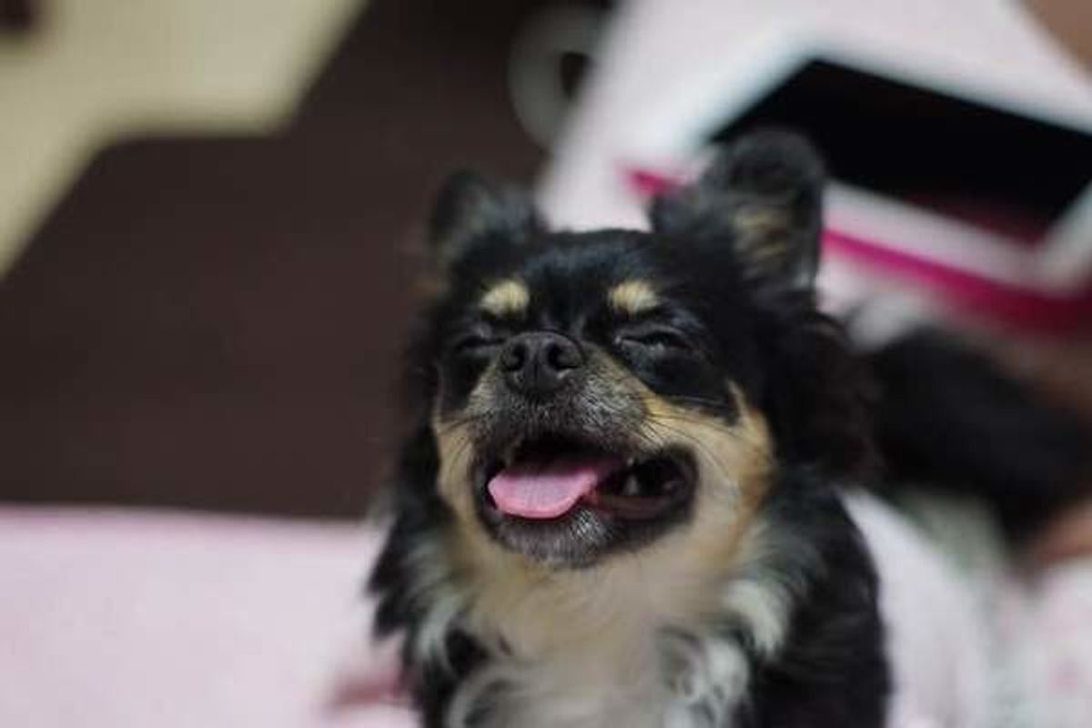 犬がにっこりと笑うのはなぜ 犬の笑顔に隠された3つの理由とは いぬのきもちweb Magazine 犬がにっこりと笑うのはなぜ 犬の笑顔に隠された3つの理由とは いぬのきもちweb Magazine