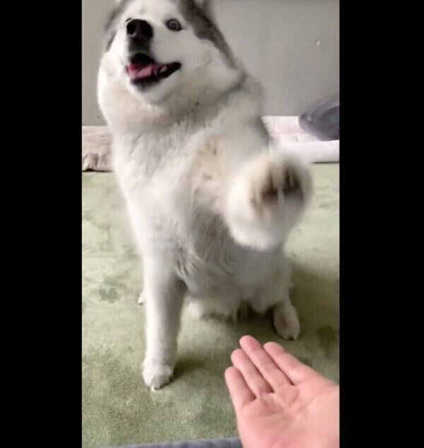 オテをするフィスくん