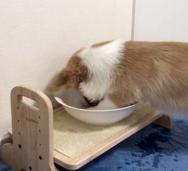 水をバシャバシャするコーギー