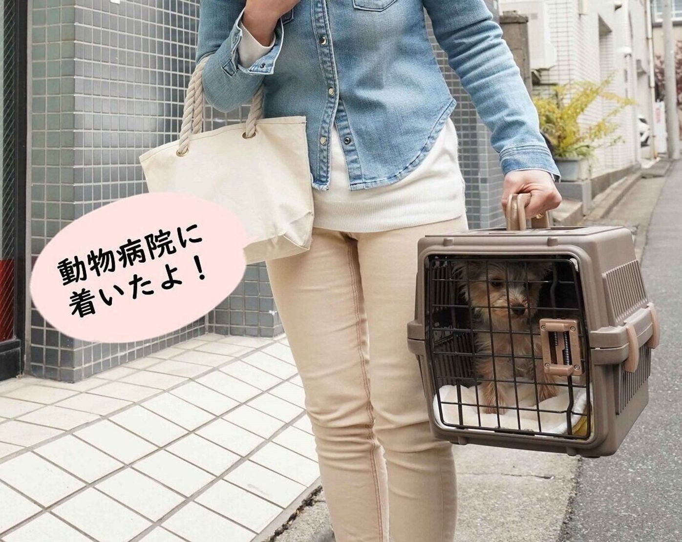 やってはいけない犬のクレート使い方 5つ 愛犬が騒いでも声をかけてはならない いぬのきもちweb Magazine やってはいけない犬のクレート使い方 5つ 愛犬が騒いでも声をかけてはならない いぬのきもちweb Magazine