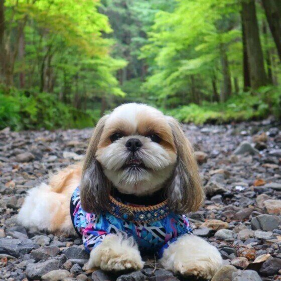 人も犬も触れるだけで危険！猛毒の赤いキノコ「カエンタケ」に注意！ いぬのきもち