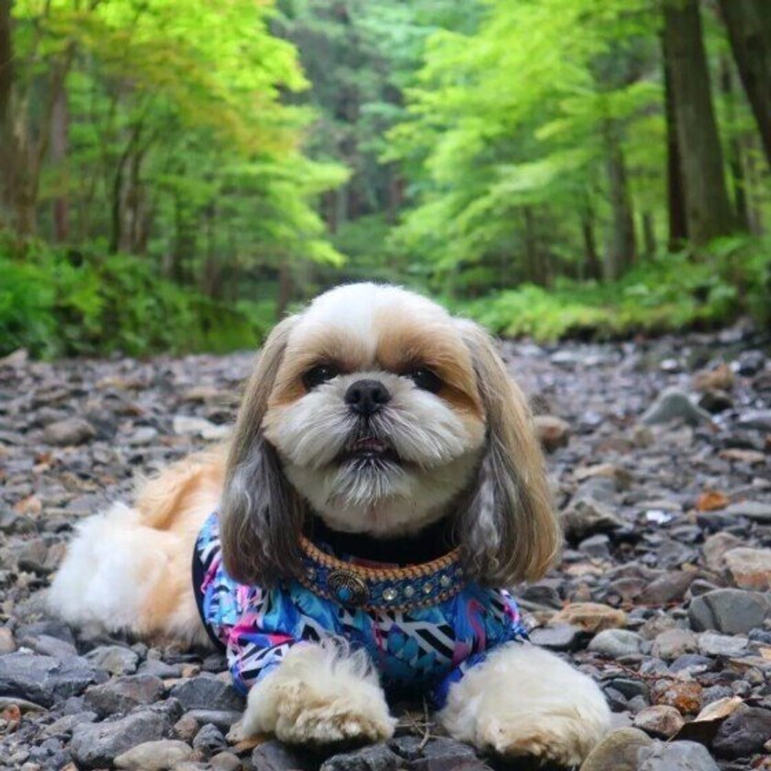 人も犬も触れるだけで危険な猛毒の赤いキノコ カエンタケ も 散歩中にキノコを見つけたら気を付けるべきこと いぬのきもちweb Magazine 人も犬も触れるだけで危険な猛毒の赤いキノコ カエンタケ も 散歩中にキノコを見つけたら気を付けるべきこと いぬのきもちweb Magazine