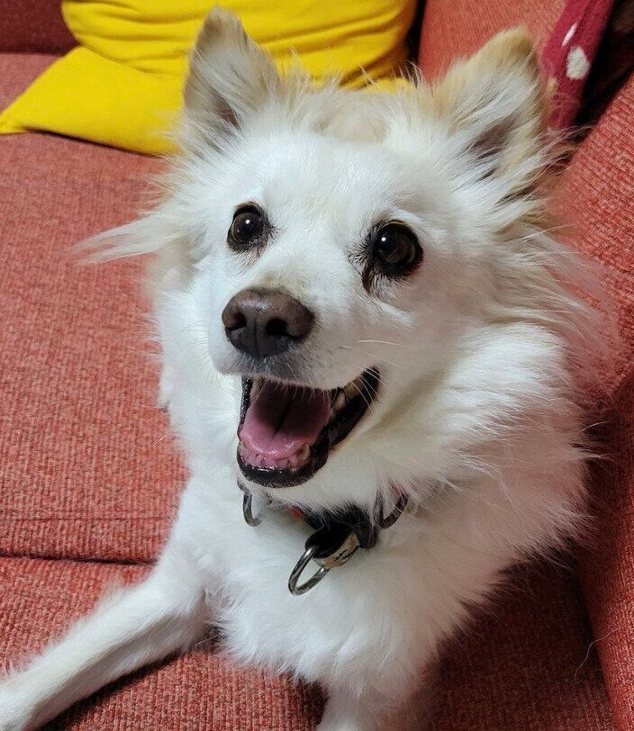 笑顔のシャムちゃん