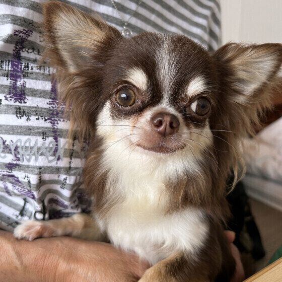 抱っこされるチワワ