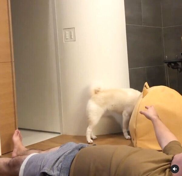 靴を隠すしらたまちゃん