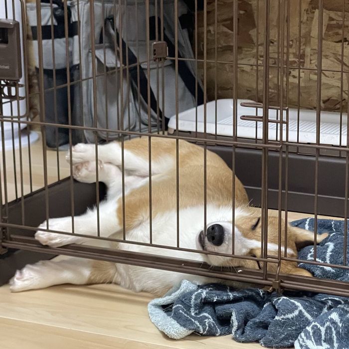 鼻がきれいに乗っかっています!