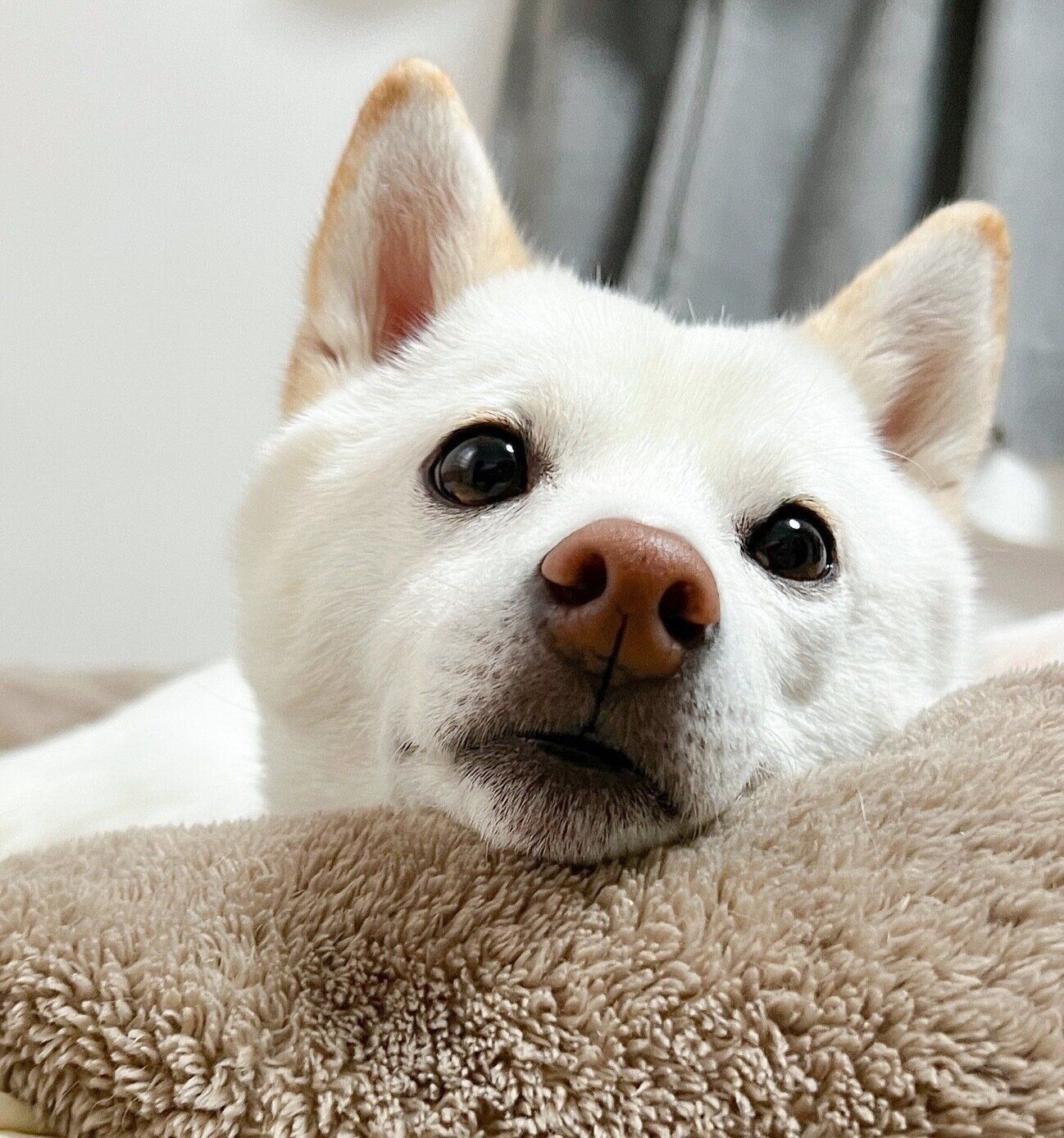 まったりするほあちゃん