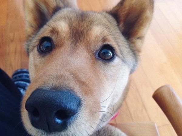 雑種の麦ちゃん