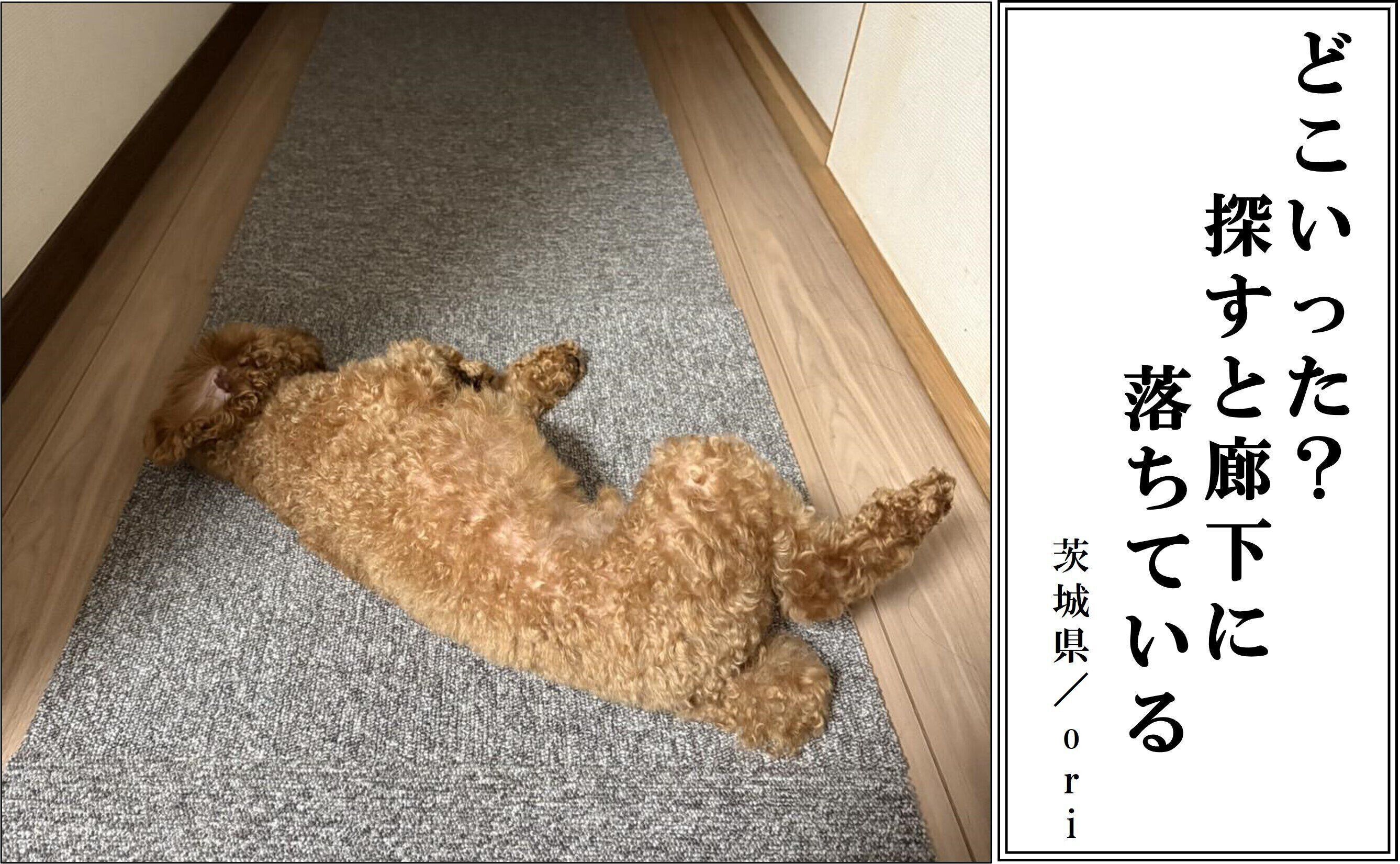 【犬部門：優秀賞】茨城県 oriさん／茂兵衛ちゃん