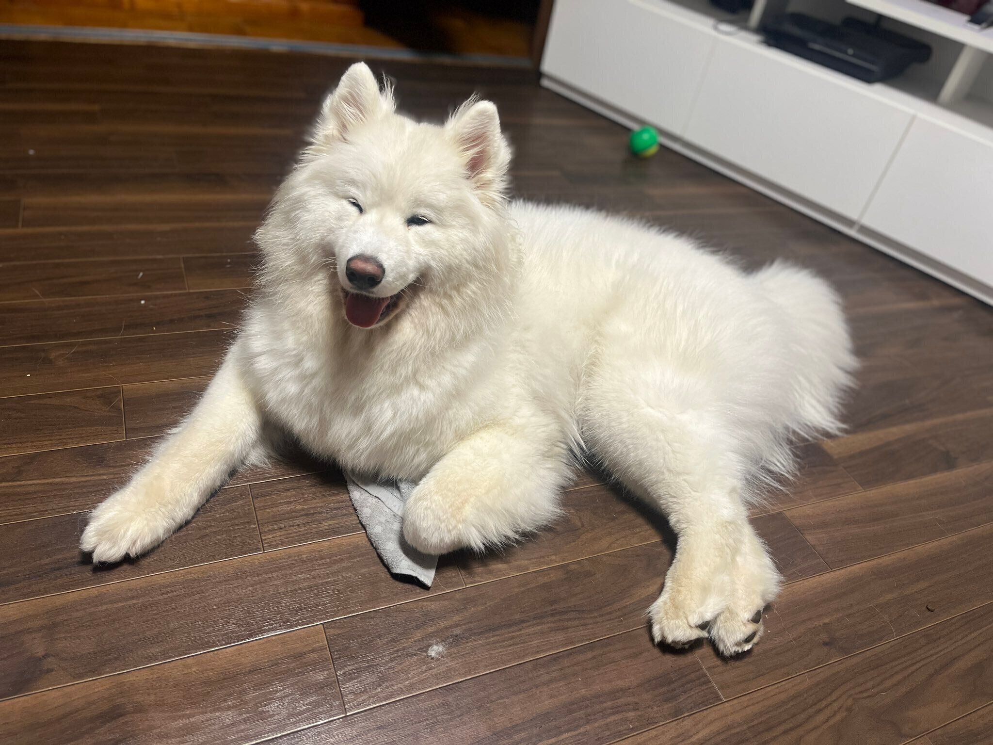 飼い主の方を見るサモエド