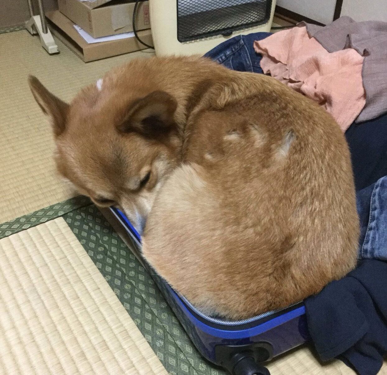 キャリーケースの中に入るコロ助くん