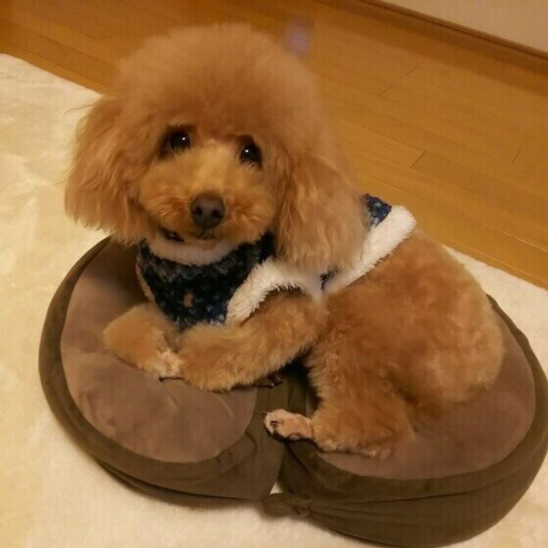 黒 白 茶色 犬の毛色の基本 あなたの愛犬はどの系統 いぬのきもちweb Magazine 黒 白 茶色 犬の毛色の基本 あなたの愛犬はどの系統 いぬのきもちweb Magazine
