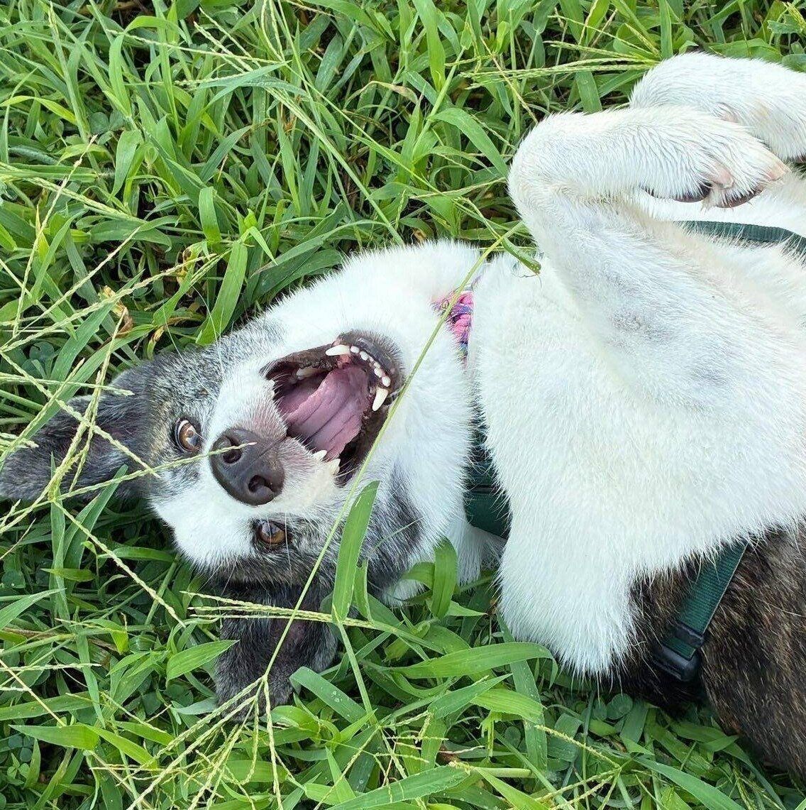 寝転がるはるちゃん。