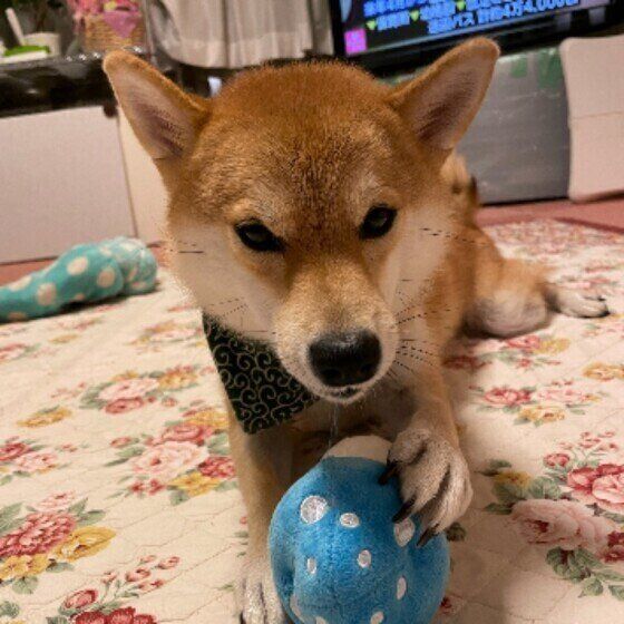 何もないところをじっと見つめる 犬が見せる不思議な行動の理由とは いぬのきもちweb Magazine